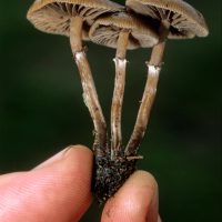 Paul's Mother Mycelium Handbook