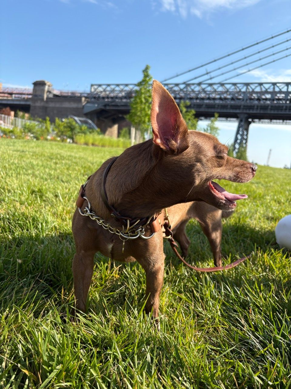 A small brown dog with large ears stands panting in green grass with a large bridge in the background.
