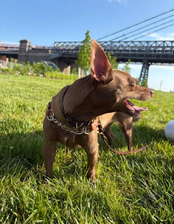 A small brown dog with large ears stands panting in green grass with a large bridge in the background.