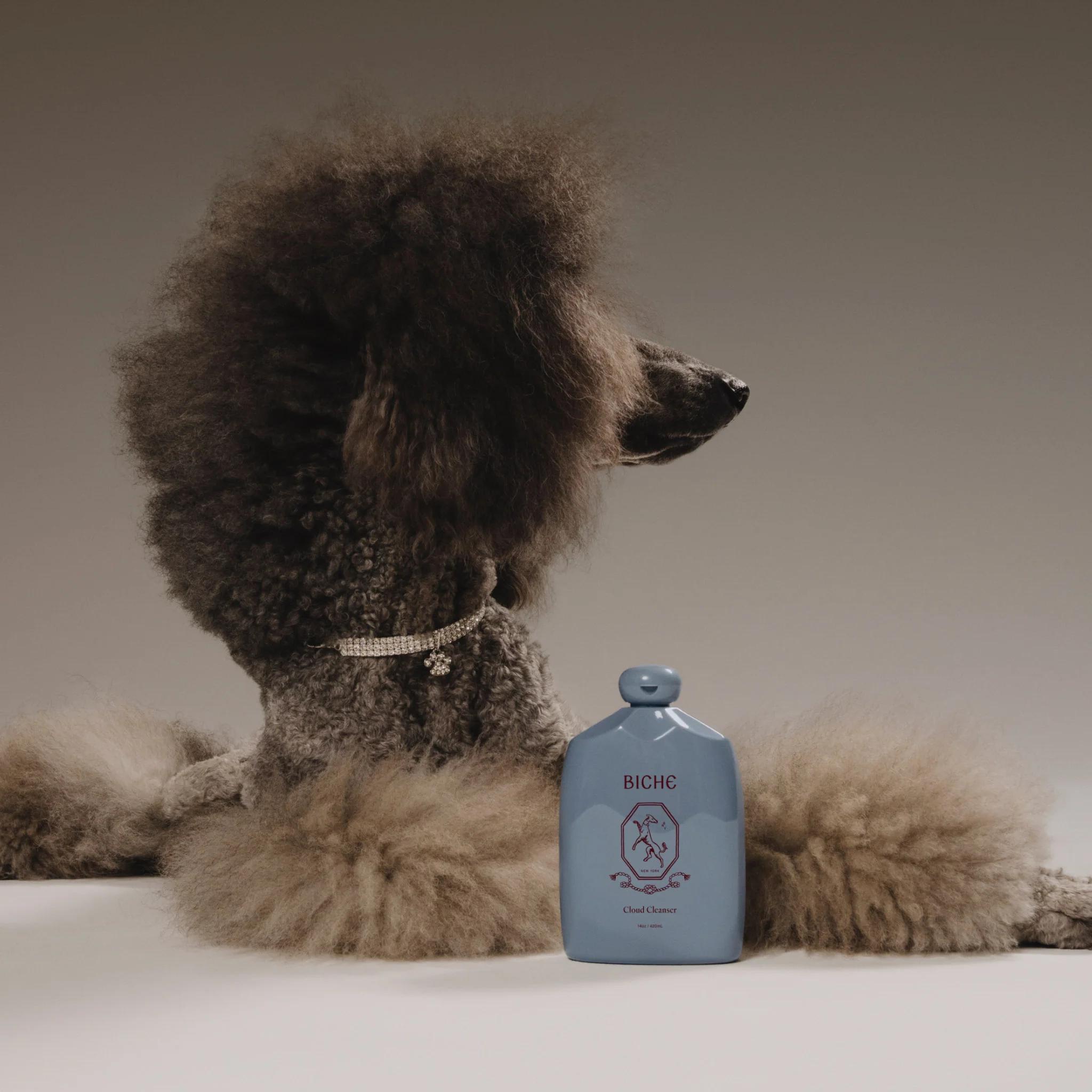 A dark grey poodle with a fluffy coat and sparkling collar next to a light blue bottle of Biche Oud Cleaner.
