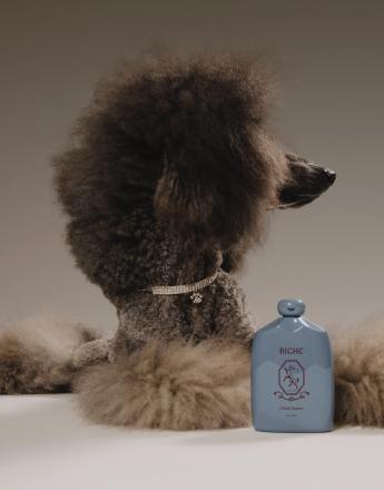 A dark grey poodle with a fluffy coat and sparkling collar next to a light blue bottle of Biche Oud Cleaner.