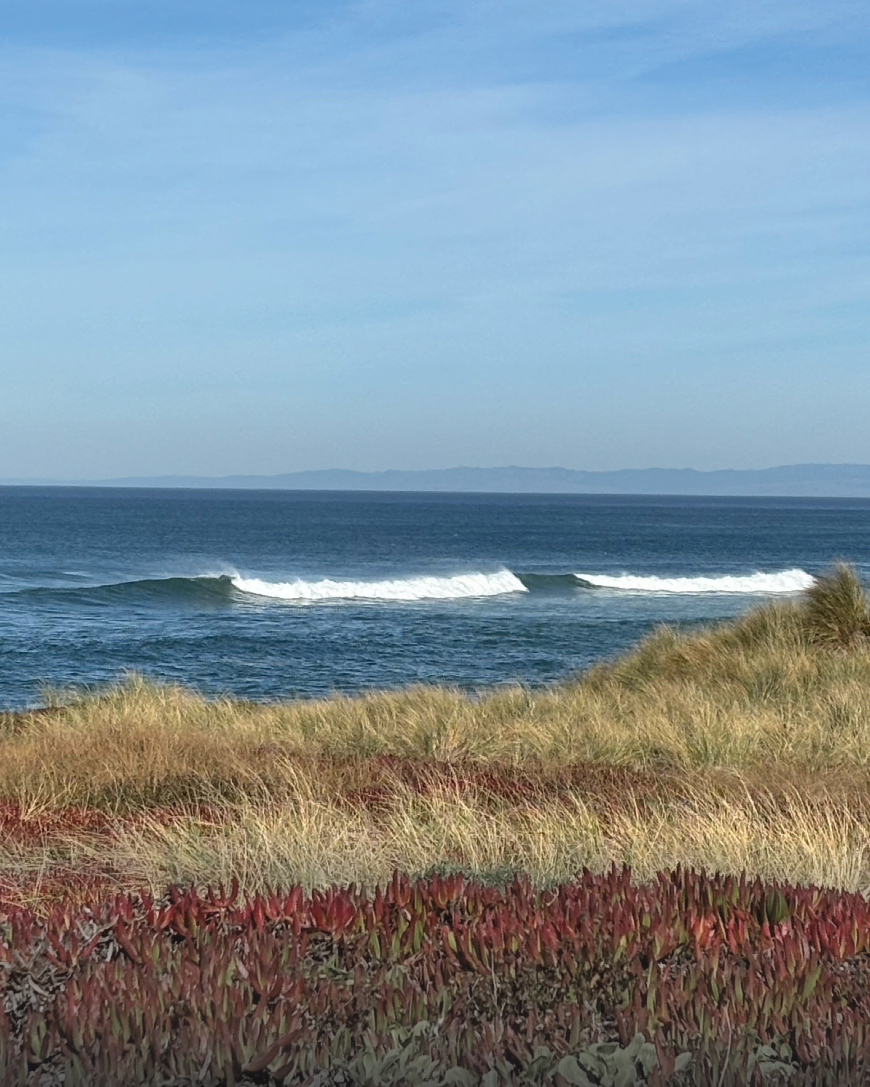 Waves breaking on a blue ocean beyond sandy dunes with red and green coastal plants.