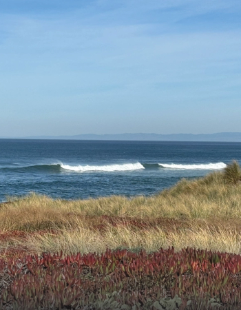 Waves breaking on a blue ocean beyond sandy dunes with red and green coastal plants.