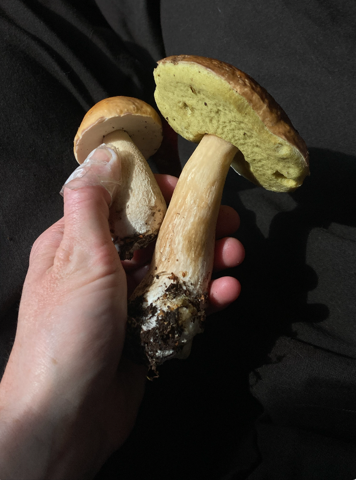 A hand holds two mushrooms: a smaller one with a light cap and white underside, and a larger one with a brown cap and yellow porous underside.