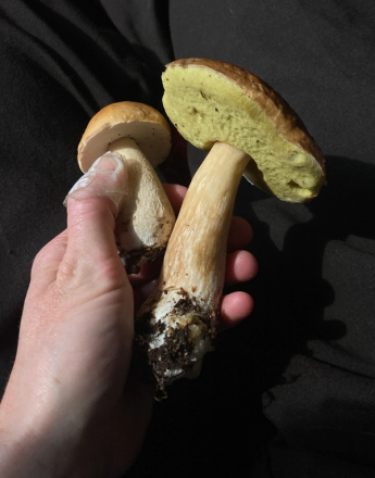 A hand holds two mushrooms: a smaller one with a light cap and white underside, and a larger one with a brown cap and yellow porous underside.