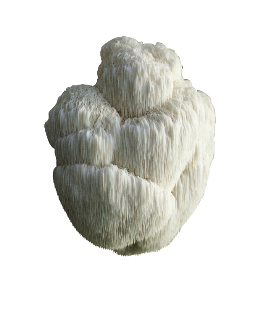 A white, shaggy Lion's Mane mushroom.