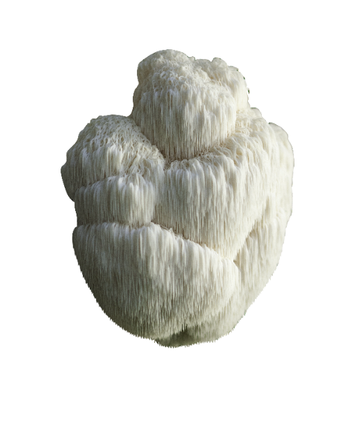 A white, shaggy Lion's Mane mushroom.