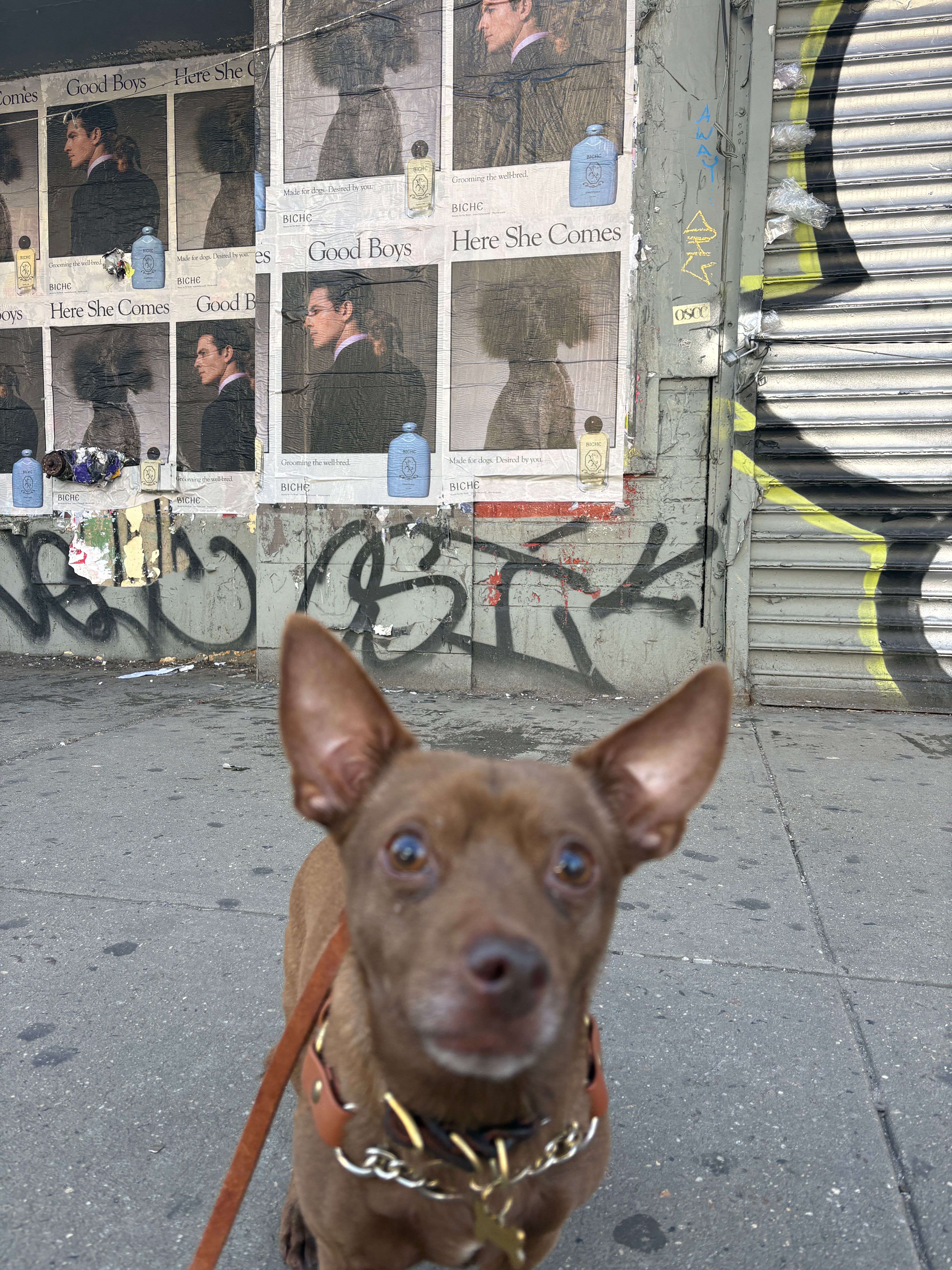 A small brown dog stands in front of a graffiti-covered wall displaying repeated "Good Boys" and "Here She Comes" advertisements.
