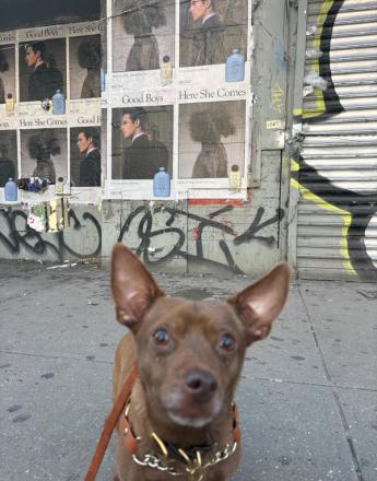 A small brown dog stands in front of a graffiti-covered wall displaying repeated "Good Boys" and "Here She Comes" advertisements.