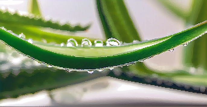 A close-up of a sliced aloe vera leaf revealing its gel, with blurred tropical plants in the background.