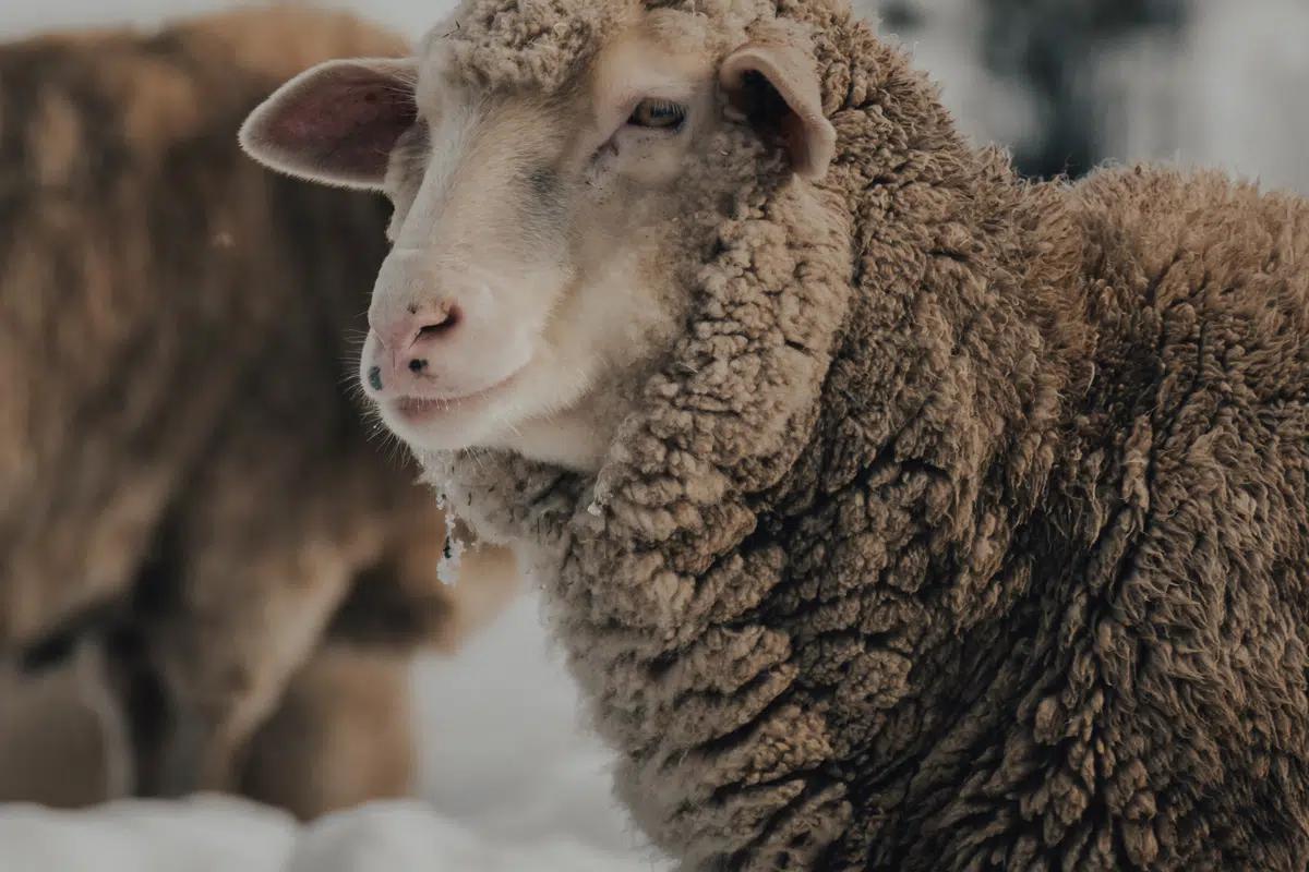 Lã Merino: por que tão diferenciada?