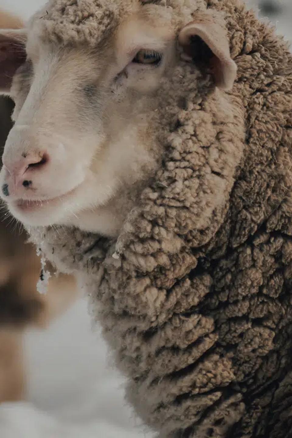 merino