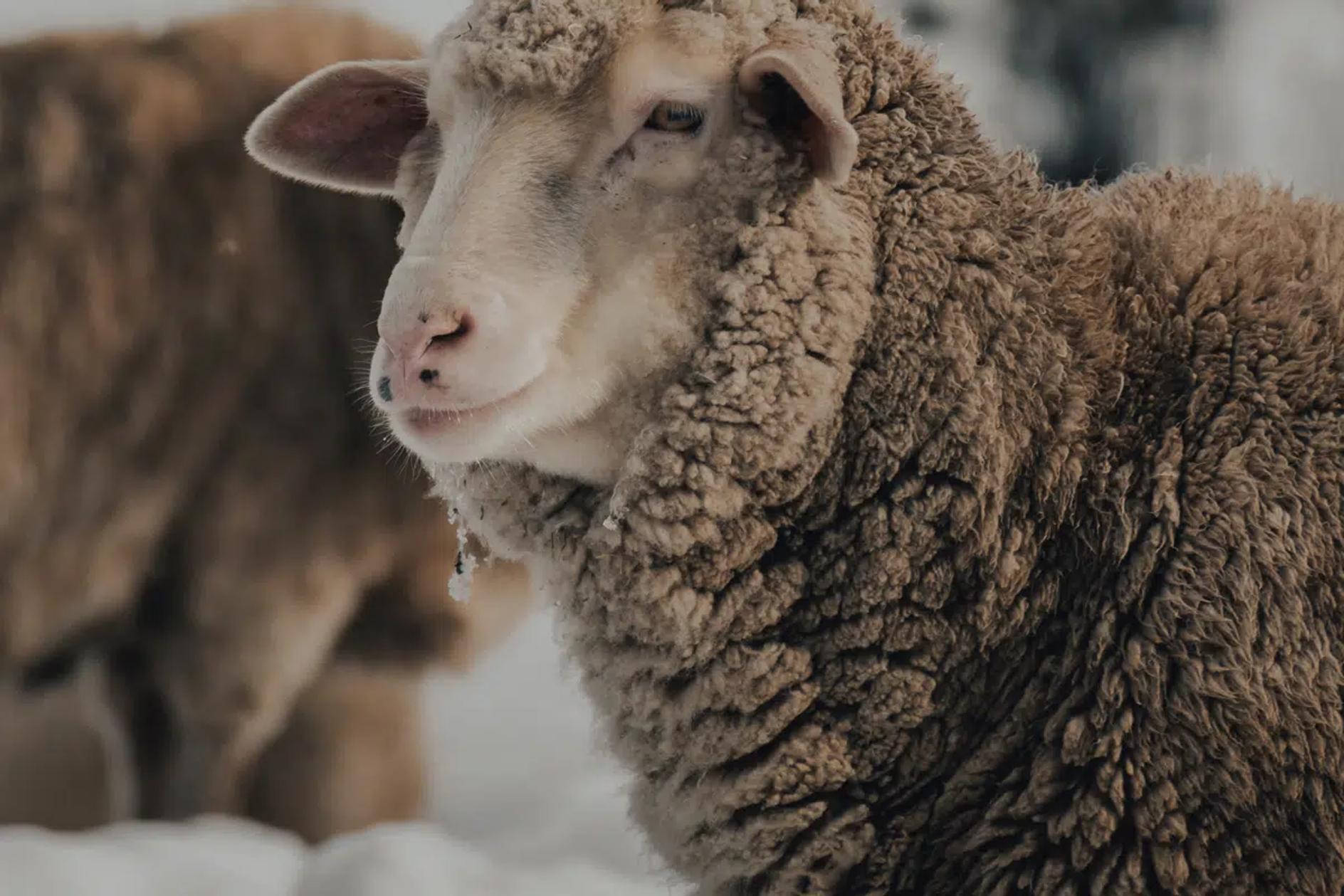 merino