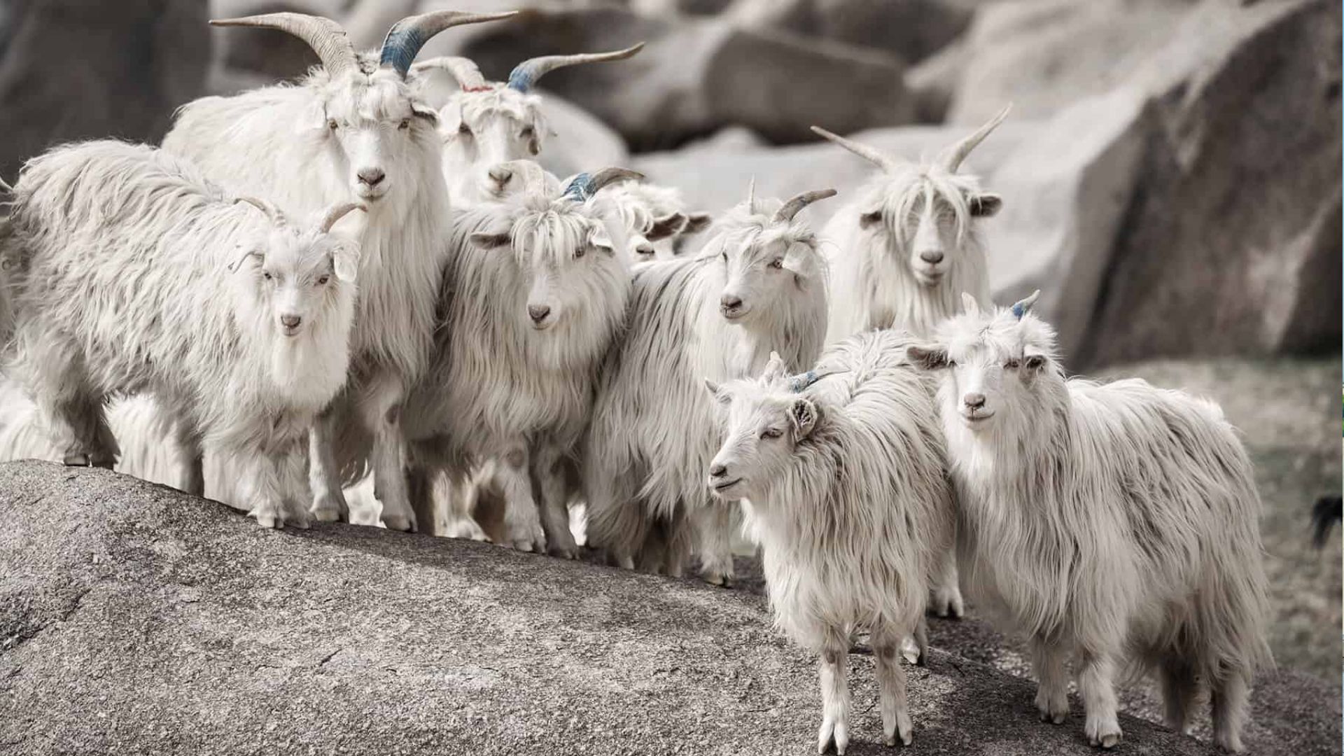 Cashmere ou Merino: qual a diferença?
