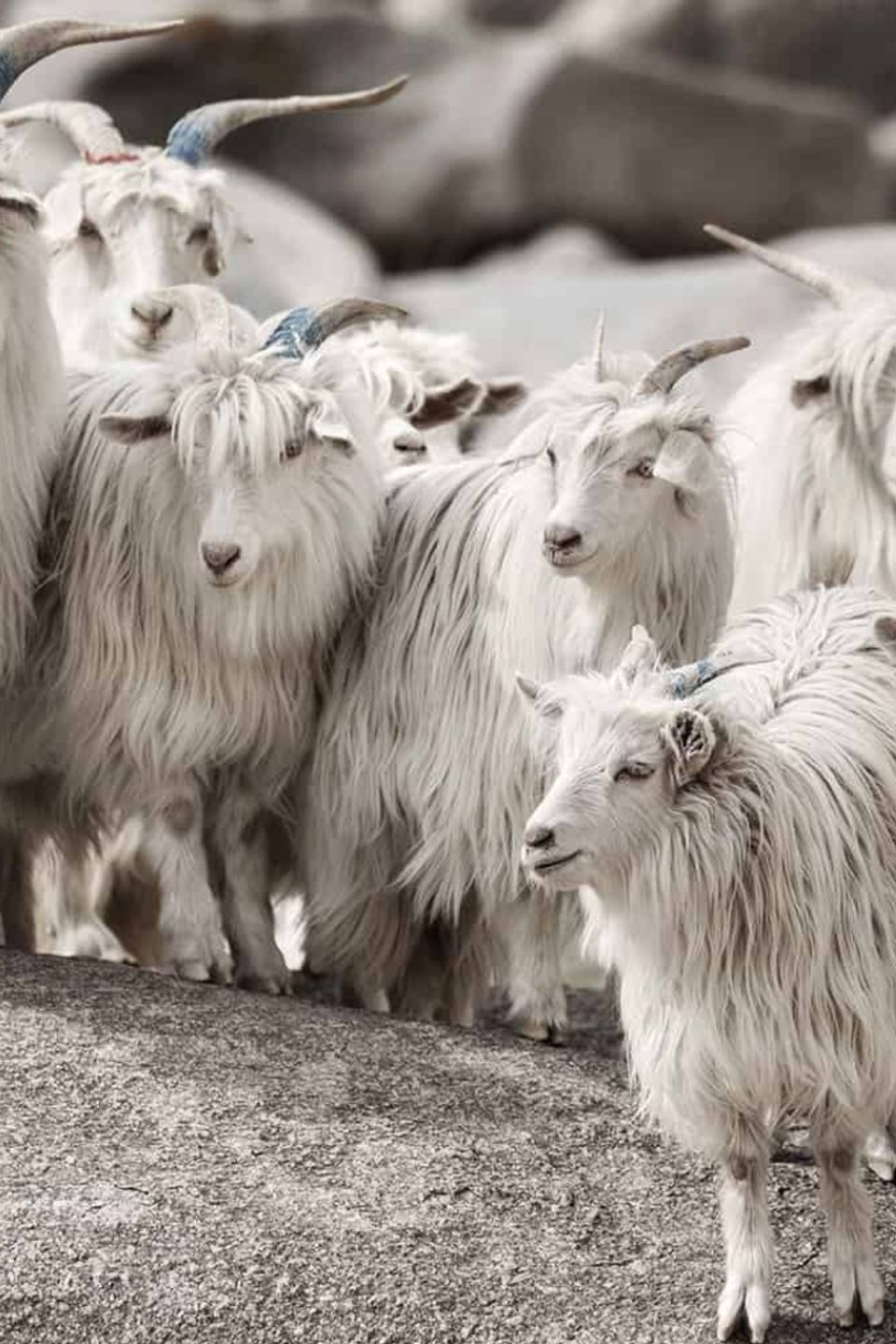 Cashmere goats