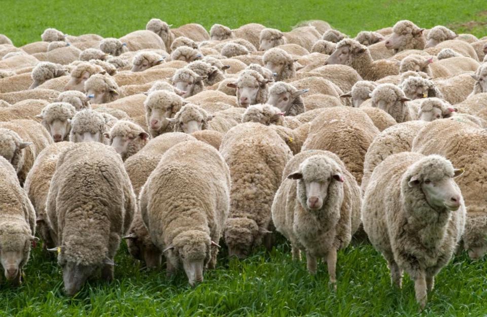 cabra merino