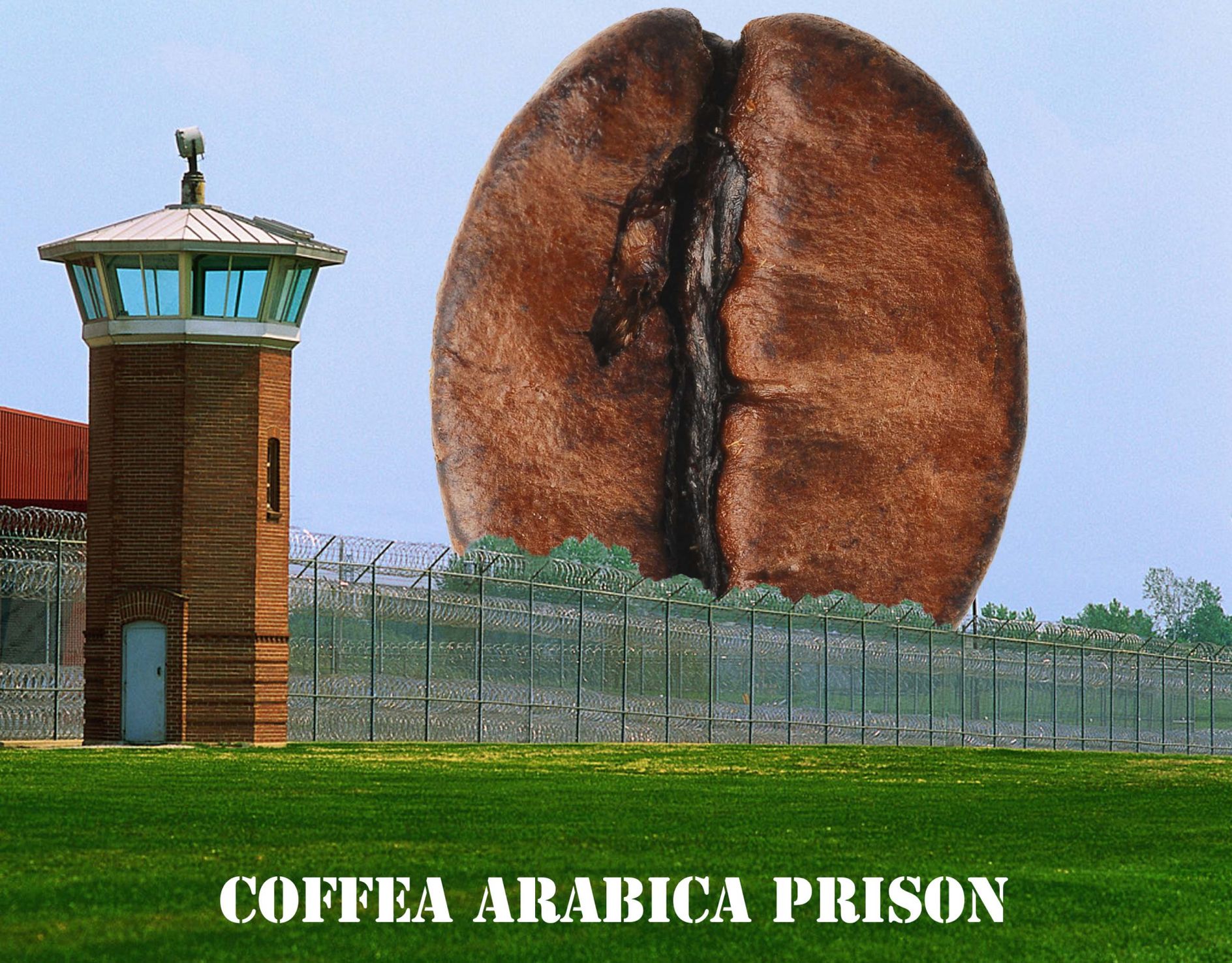 coffee arabica prision