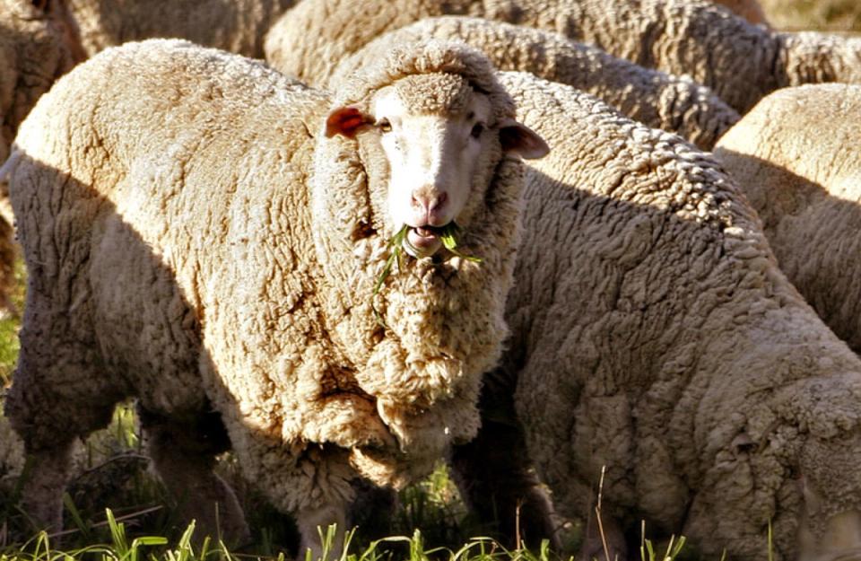 cabra merino
