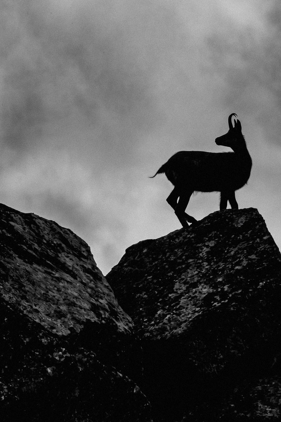 chamois