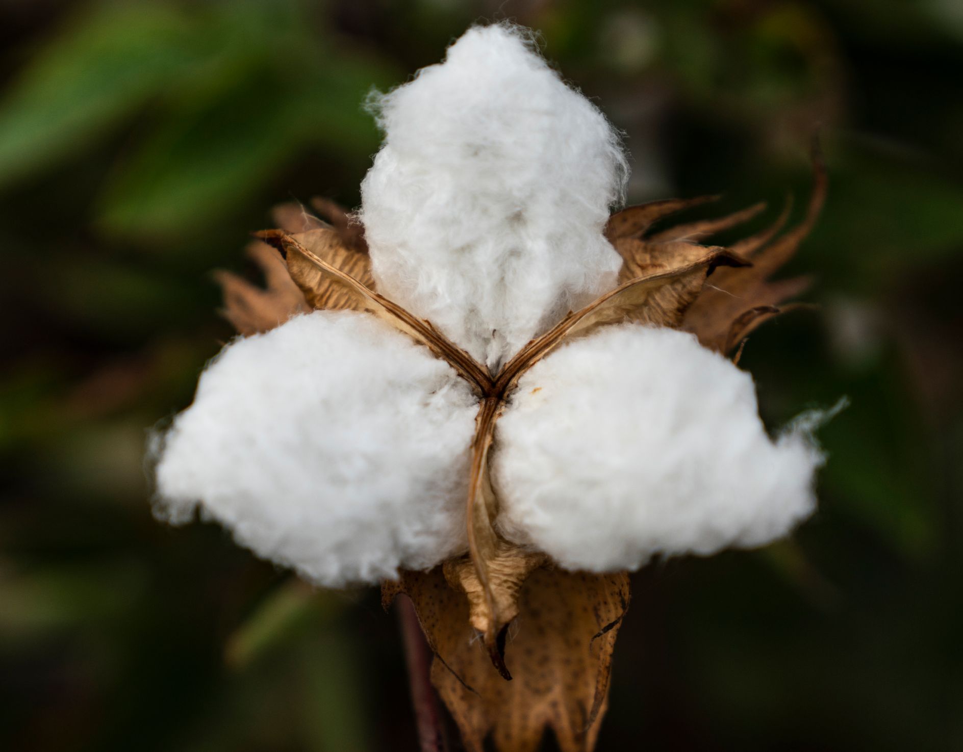 Flor do algodão pima