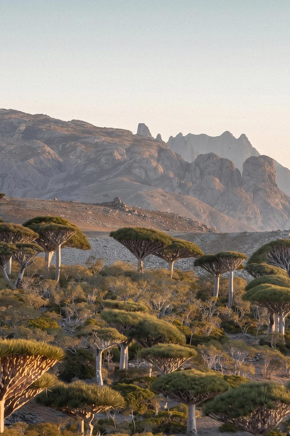 socotra iemen
