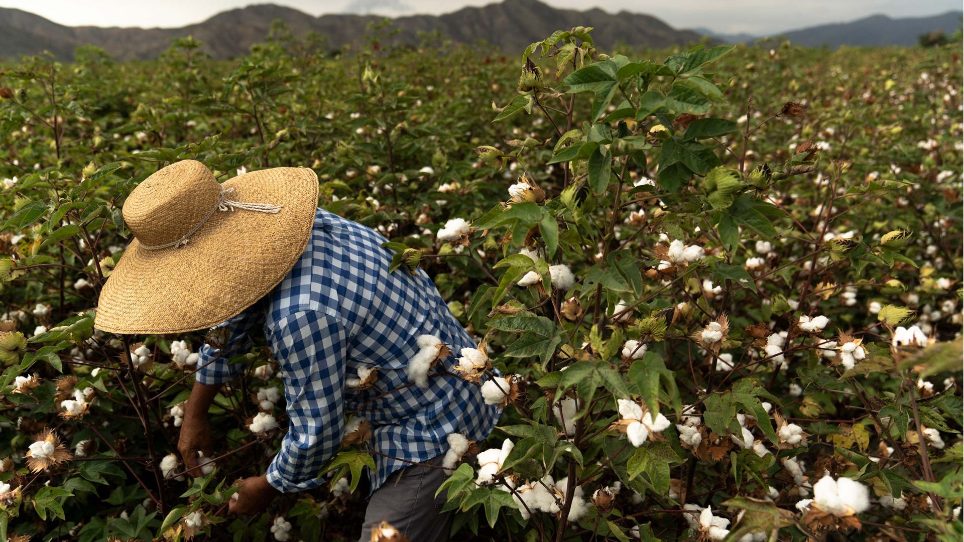 cultivo de aglodão pima do Peru. Homem com o algodão cru na mão