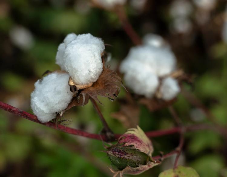 Fiação do algodão – tipos de algodões e processos de fabrico