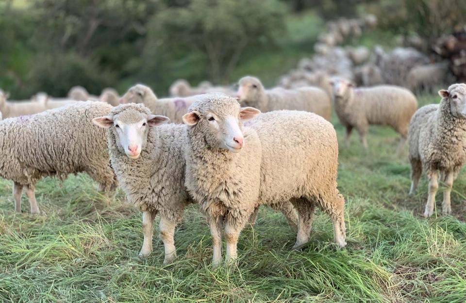 cabra merino