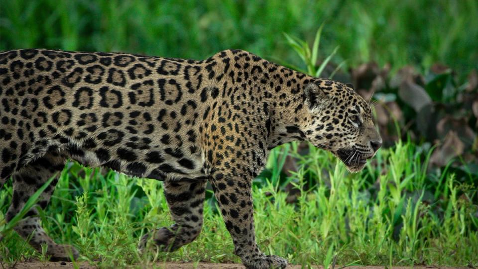 Onça andando pela selva