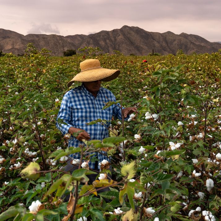 Homem peruano catando manualmente o algodão pima