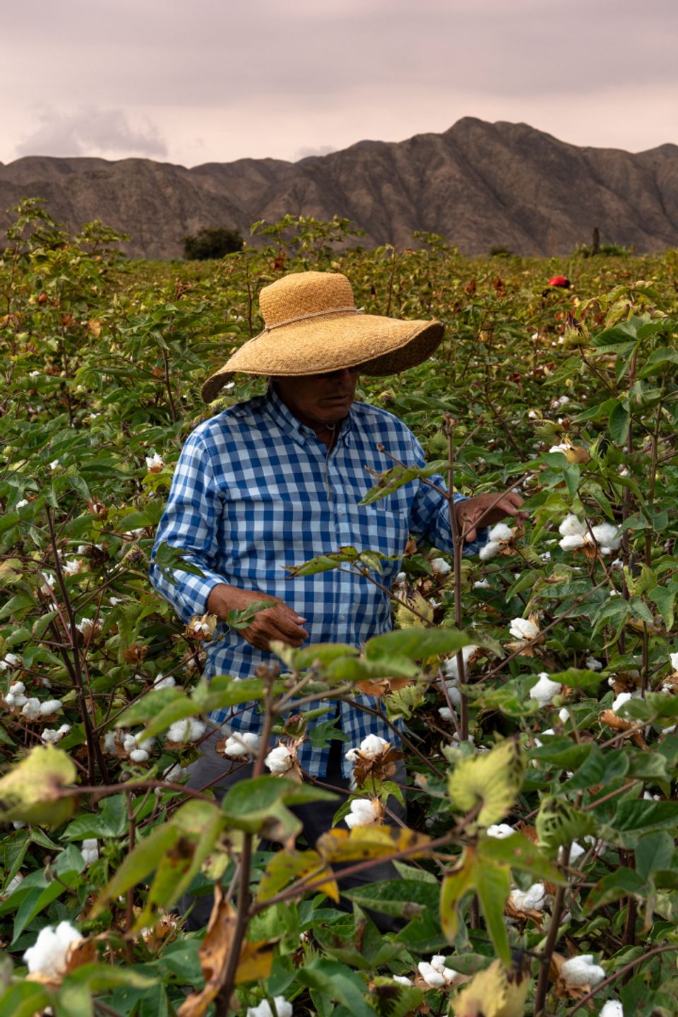 Homem peruano catando manualmente o algodão pima