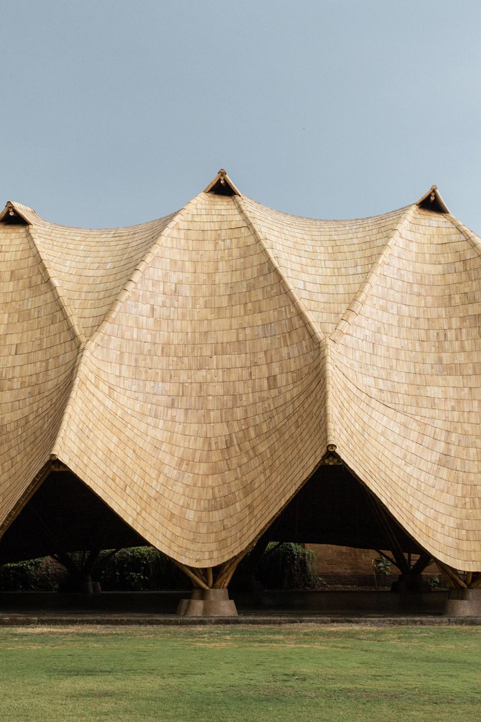 bambu