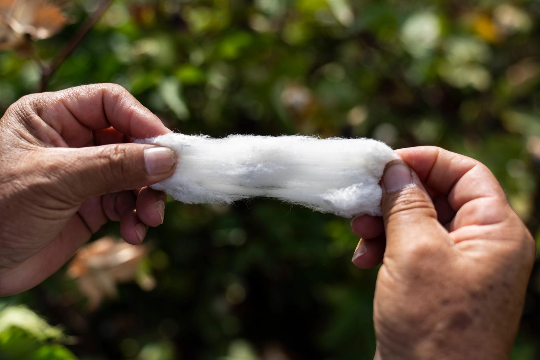 Homem peruano esticando o algodão pima para mostrar o quão longa é a fibra