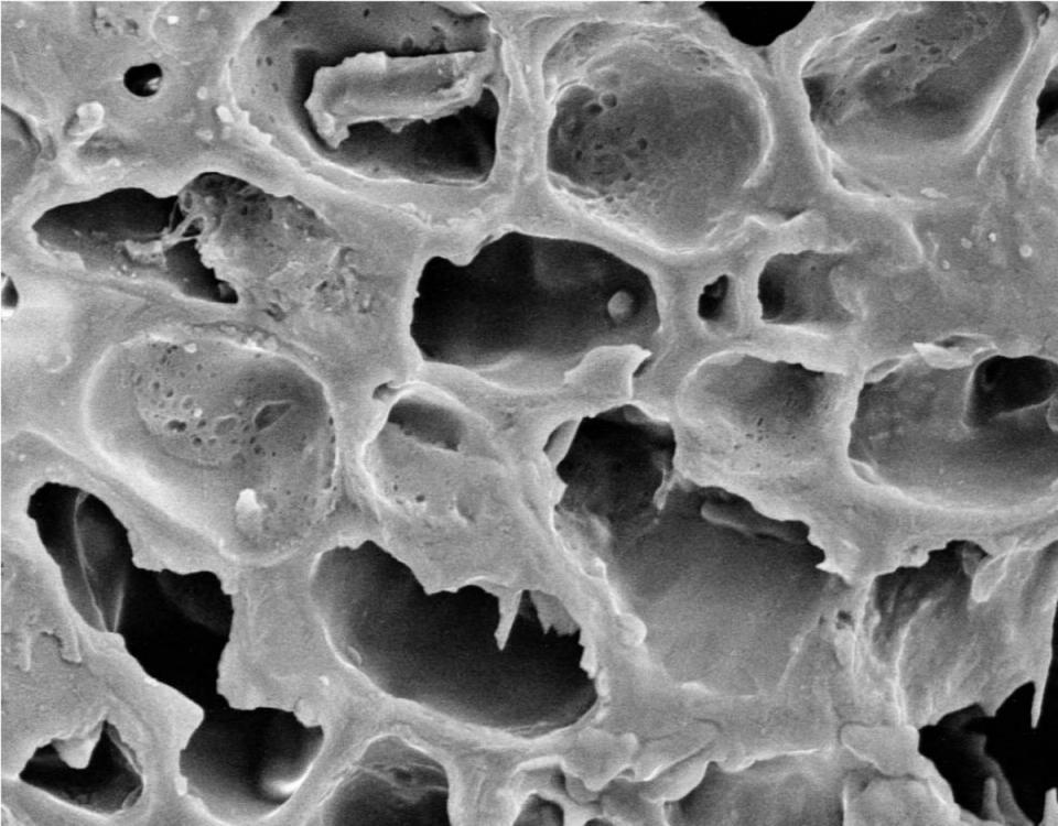 imagem microscopica do grao de café ampliado