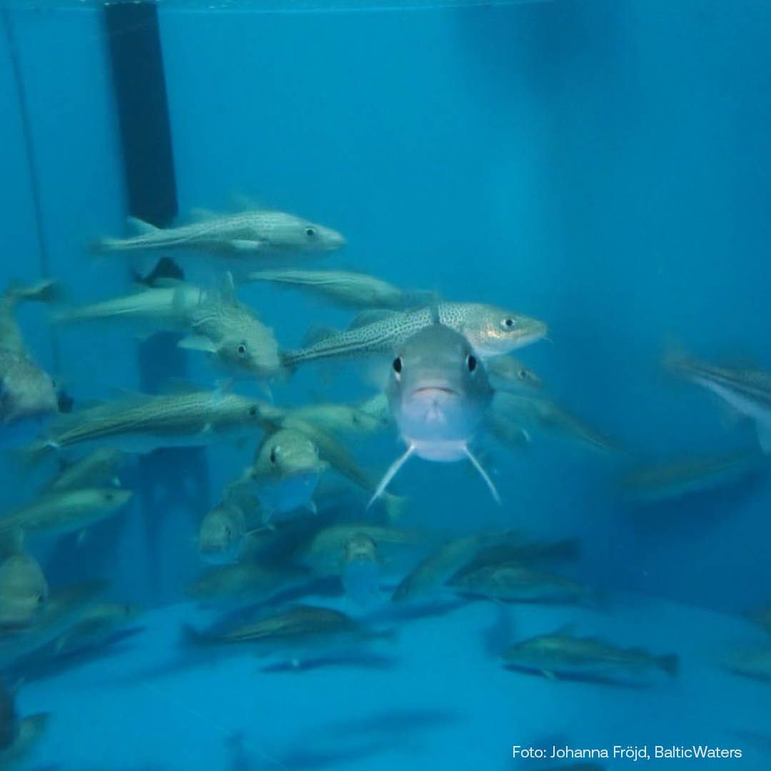 Progress in animal welfare – fish are sentient beings - Baltic Waters