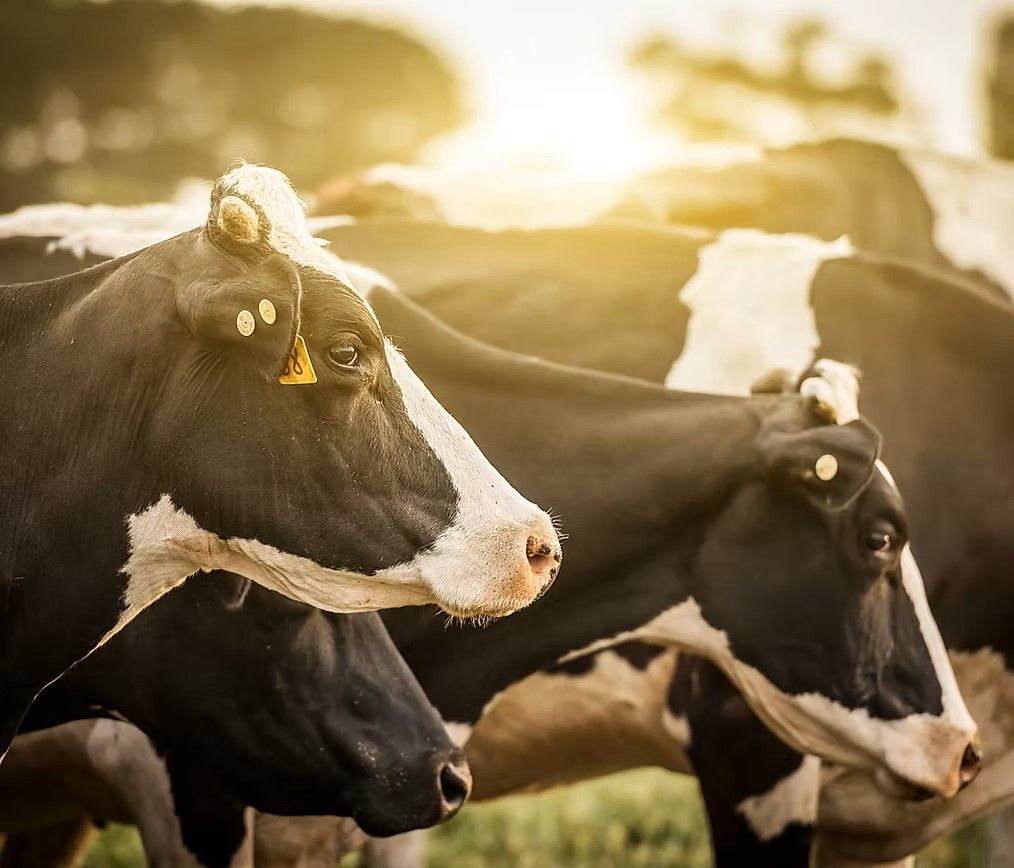 Cow tracker