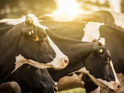 Cow tracker