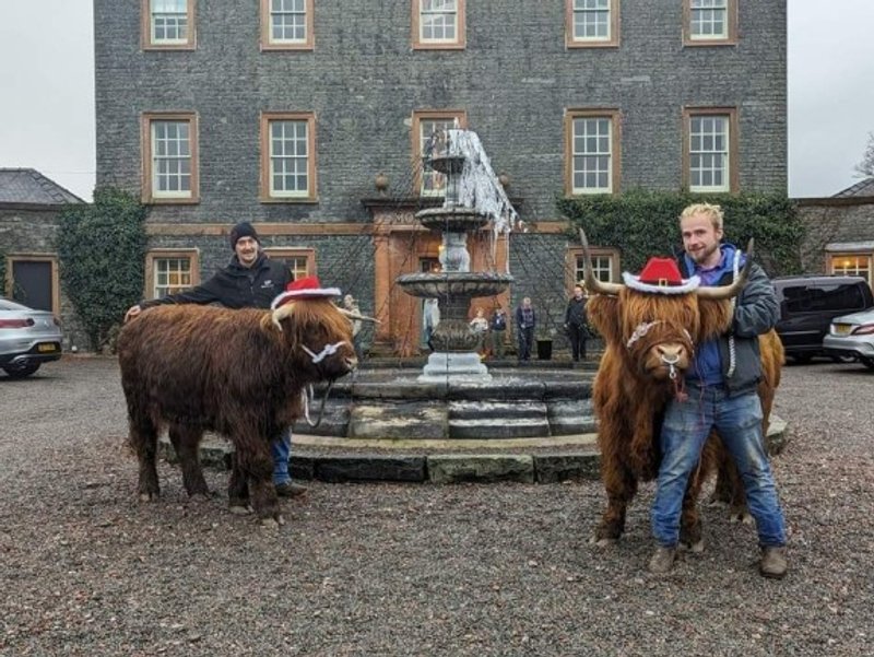 Highland cows at a funday
