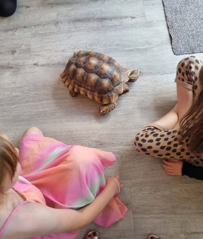 Tortoise at a fun day