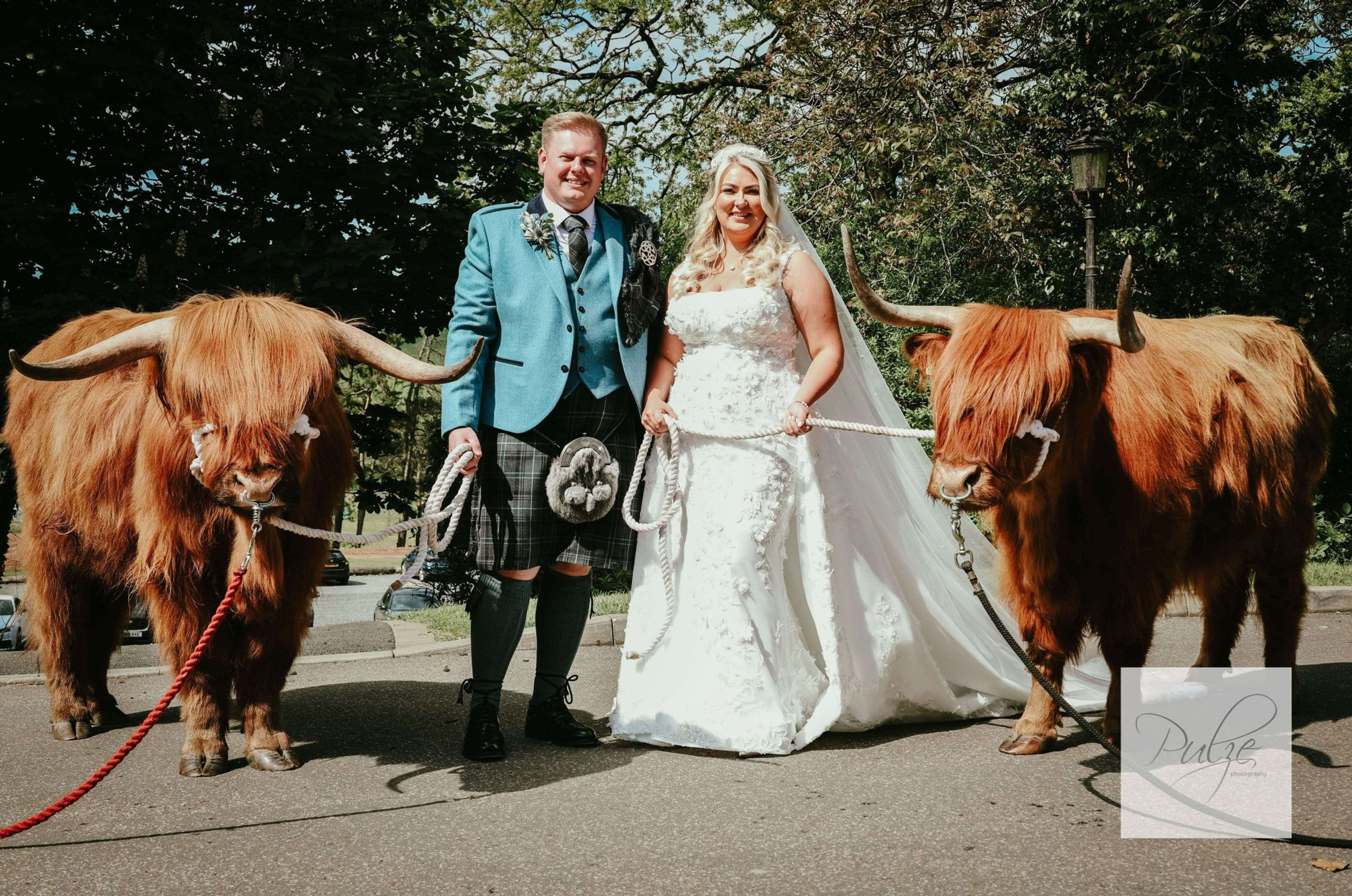 Highland cow at a wedding