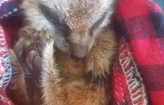 Animal workshops catering to ASN & care experienced young people and adults