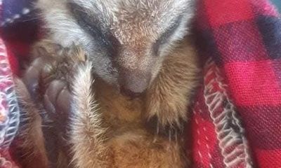 Animal workshops catering to ASN & care experienced young people and adults