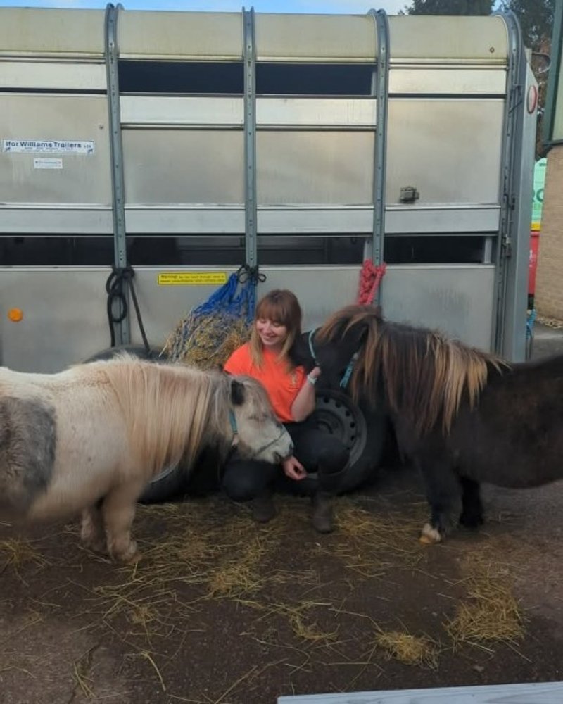 Shetland ponies at a funday