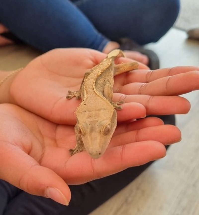 lizard at a funday