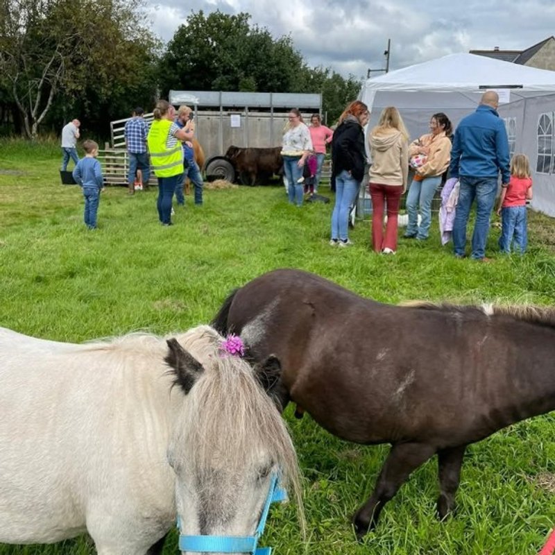 Ponies at a funday