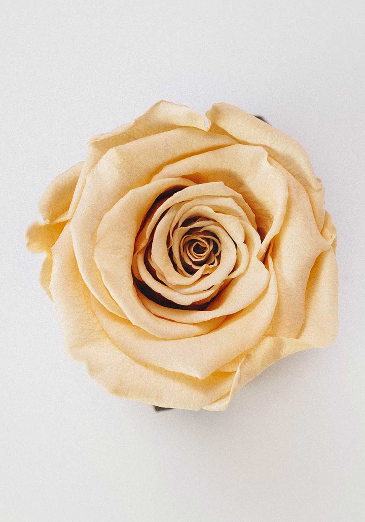 Beauty