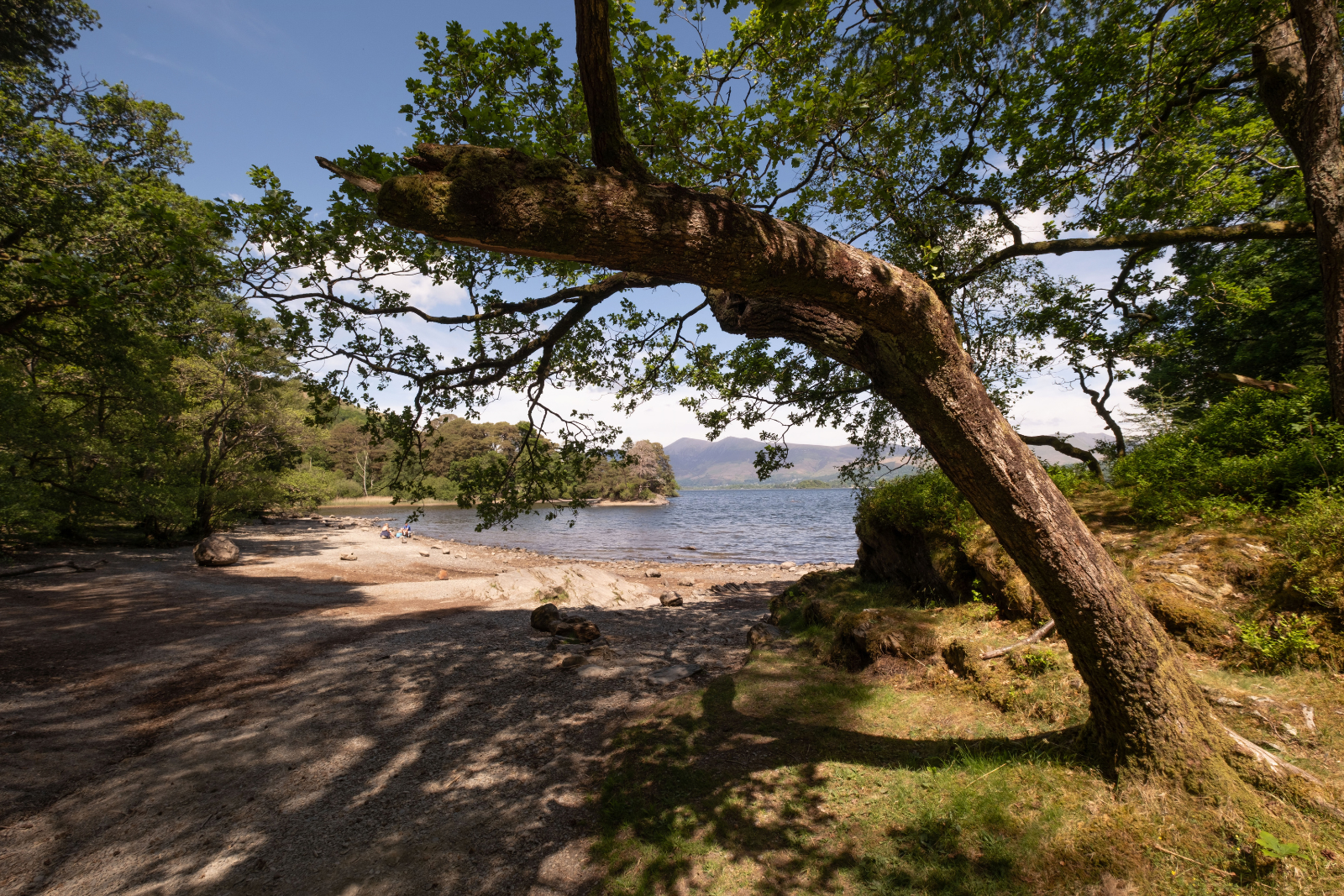 Derwent Water from the wooded lakeshore with Lakeland fells beyond.