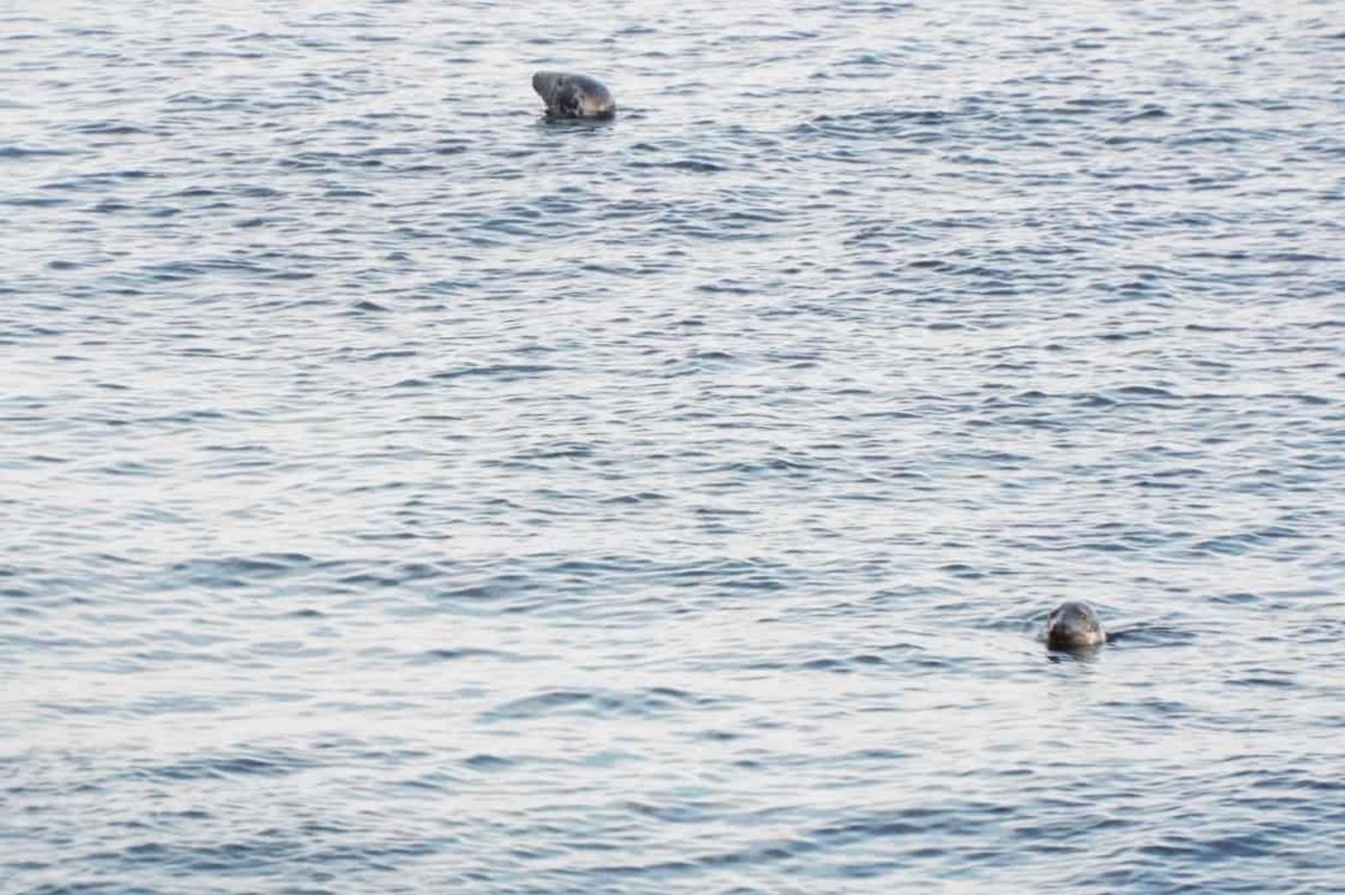 Seals at the sound over from Cregneash to the Calf of Man