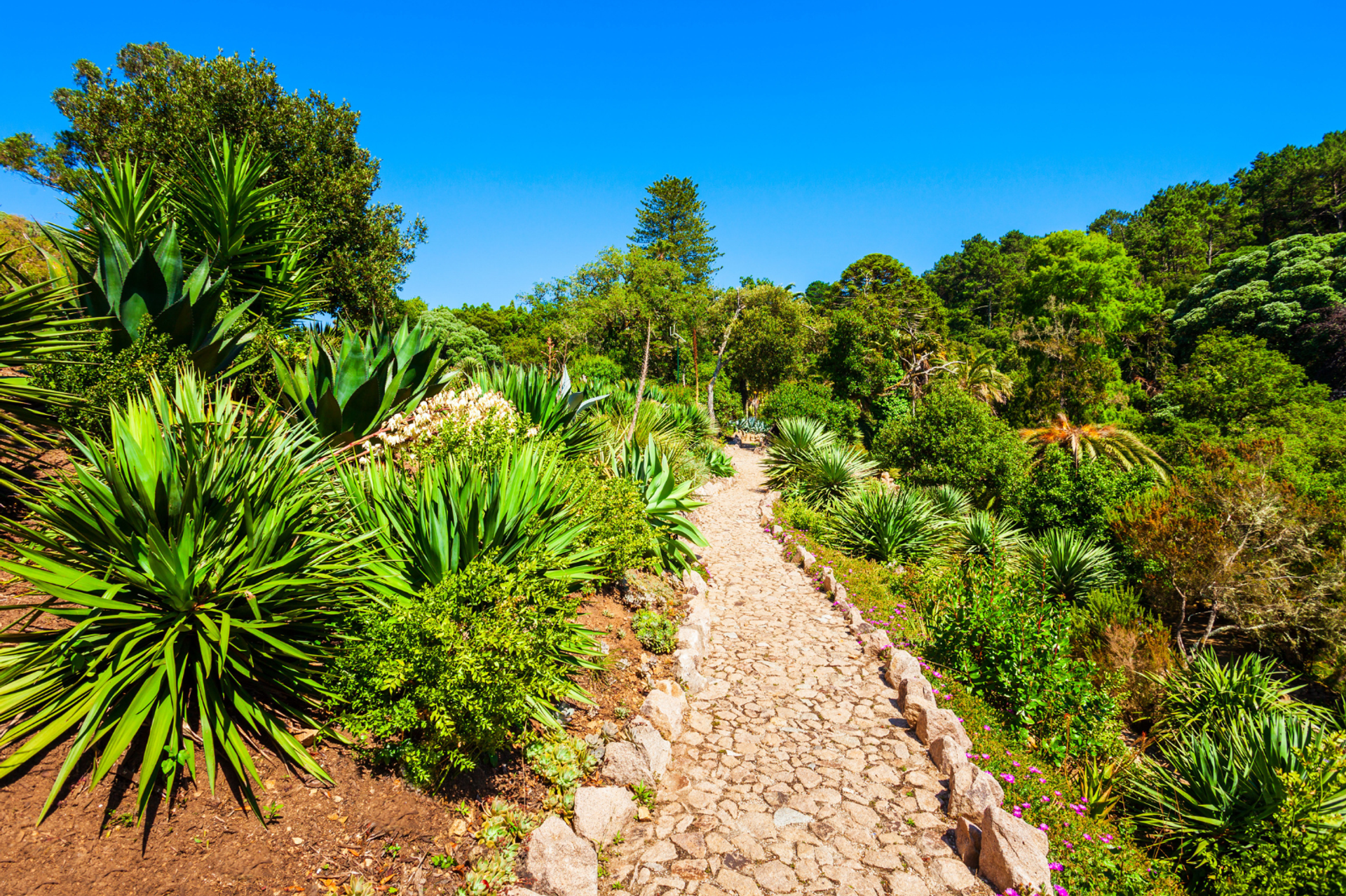 Stone pathway winding between subtropical plants in the gardens of Monserrate, Sintra.