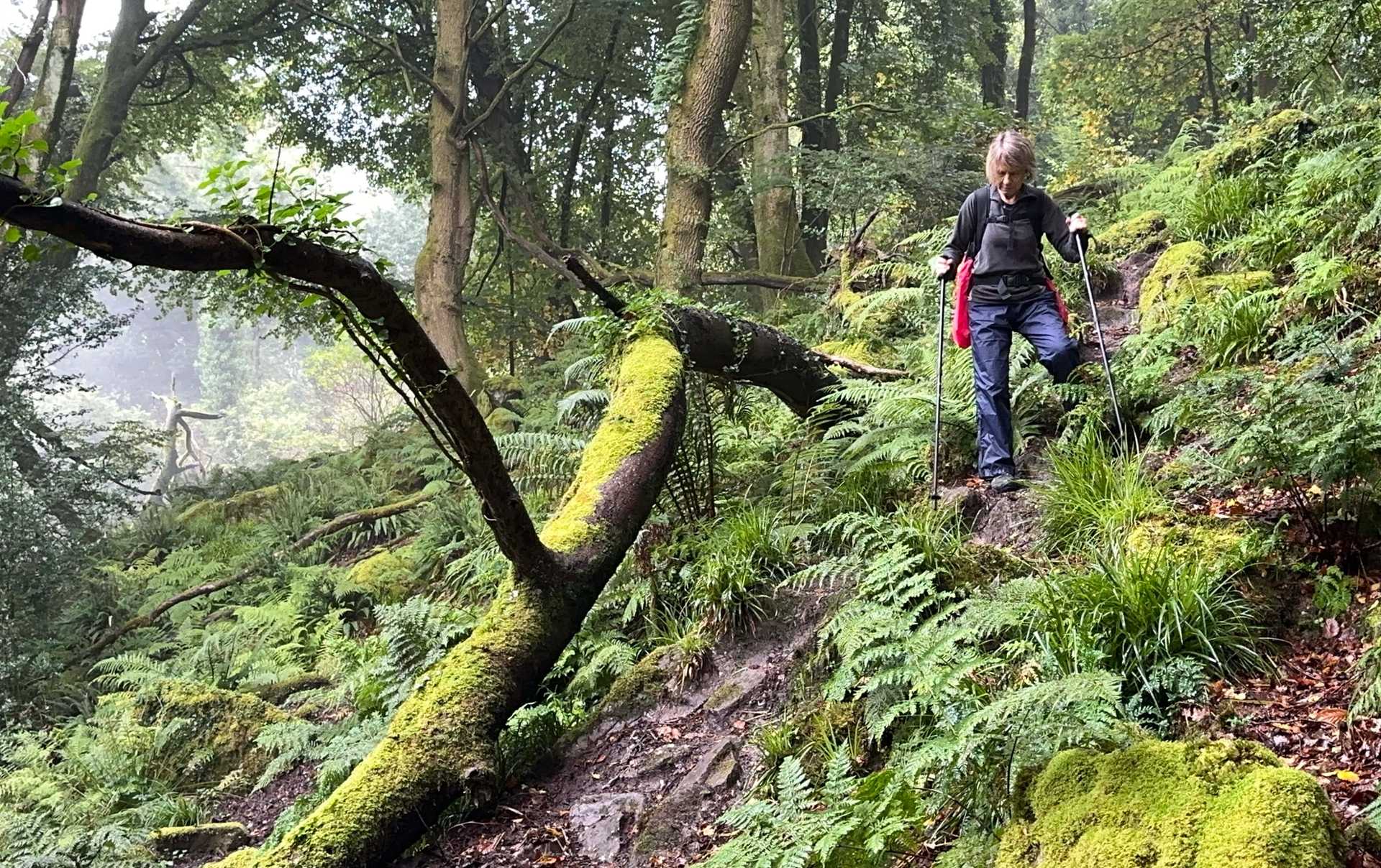 Walker descending woodland trail in the Wye Valley on the Offa’s Dyke Path walking holiday